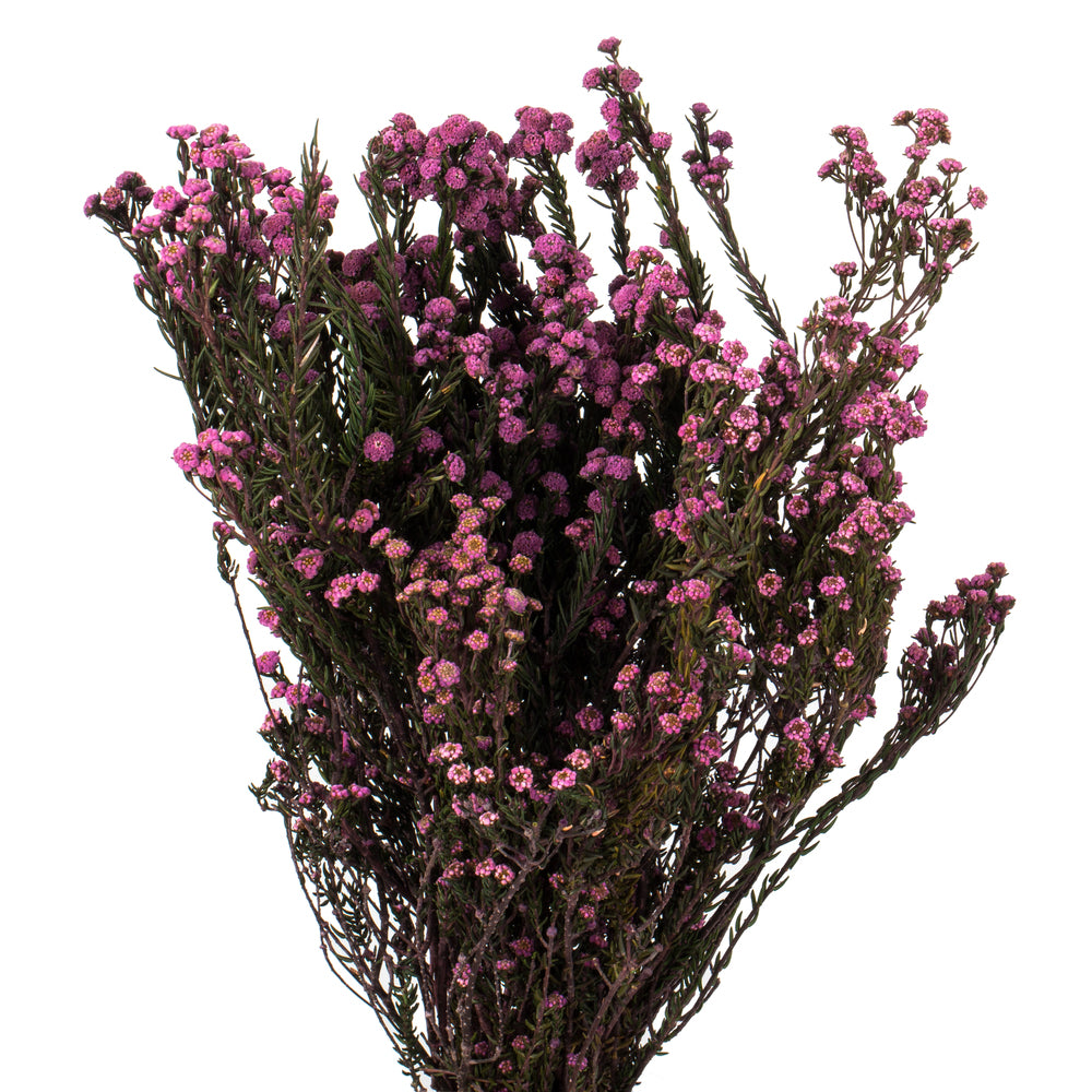 Vickerman 12-22" Violet Phylica Bundle  5-6 oz Preserved