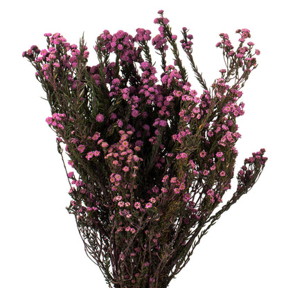 Vickerman 12-22" Violet Phylica Bundle  5-6 oz Preserved