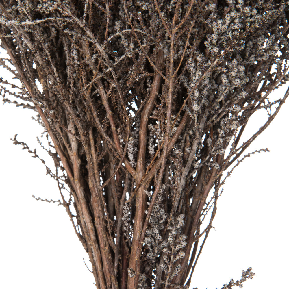 Vickerman 14-18" Silver White Stoebe Bundle