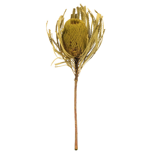 Vickerman 12" Basil Banksia Flower. Includes 25 Stems per Pack. Dried