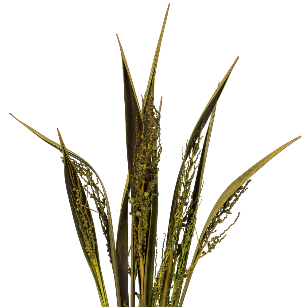 Vickerman 36" Basil Bahia Spears Seeded 9 stems Dried