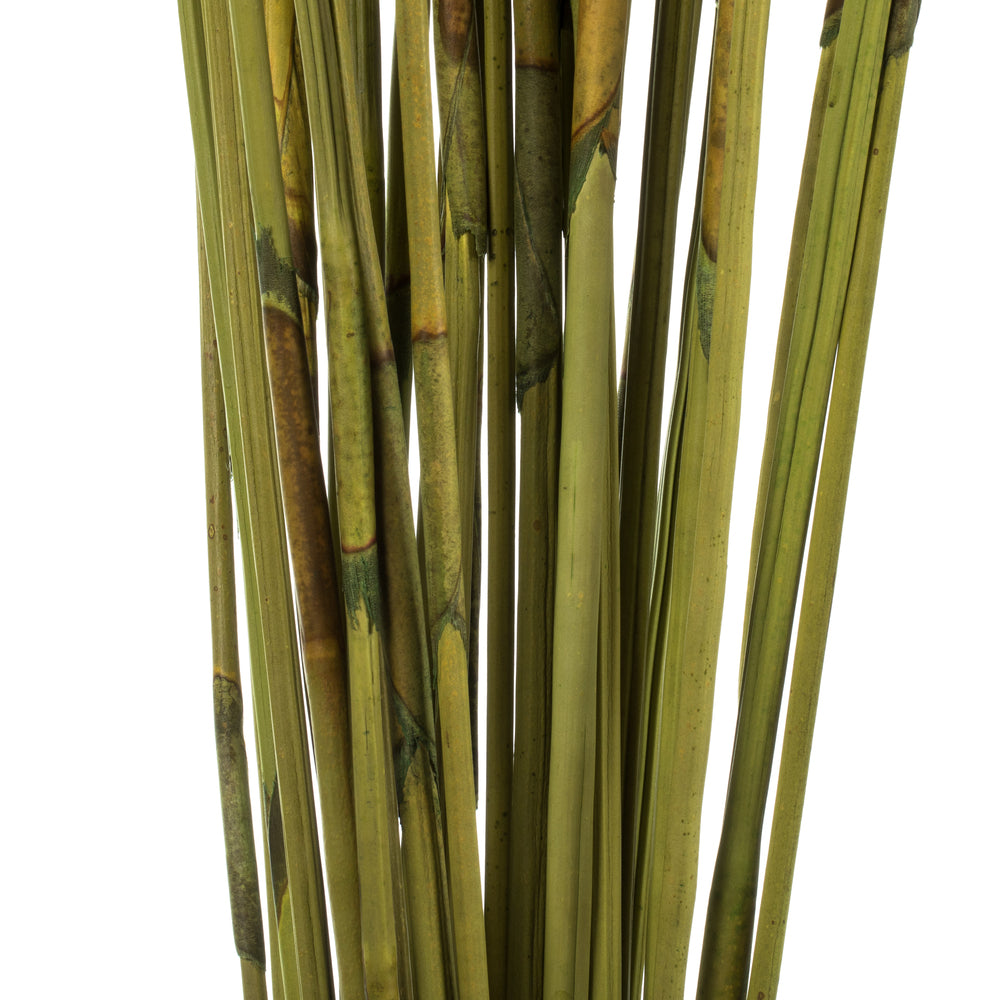 Vickerman 40" Basil Elephant Reed 10 oz Bundle Dried