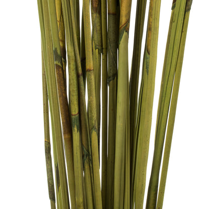 Vickerman 40" Basil Elephant Reed 10 oz Bundle Dried