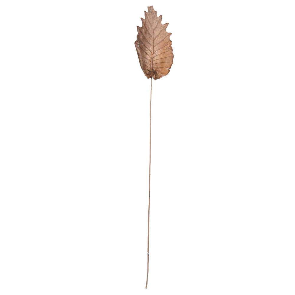 Vickerman Natural Botanicals 20" Oak Leaf Natural on Natural Ting Ting. Includes 100 pieces per Pack.