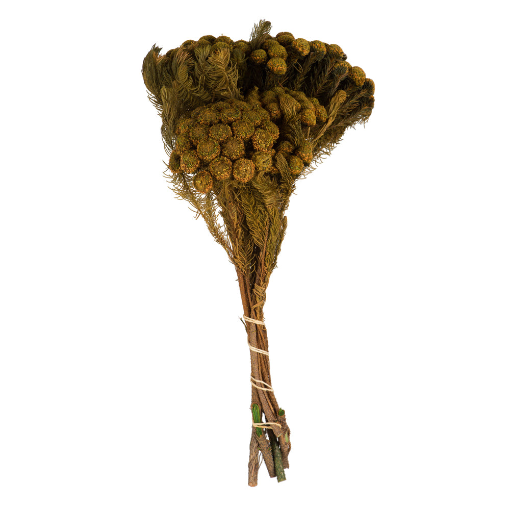 Vickerman 12-16" Aspen Gold Brunia 4 oz Preserved