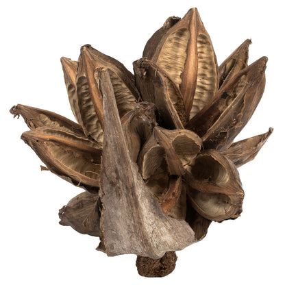 Vickerman 6" Natural Star Pod 1 piece Dried