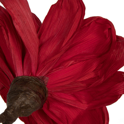 Vickerman Natural Botanicals 6" Red Maize Dahlia. 6 stem/bag. Dried and preserved.