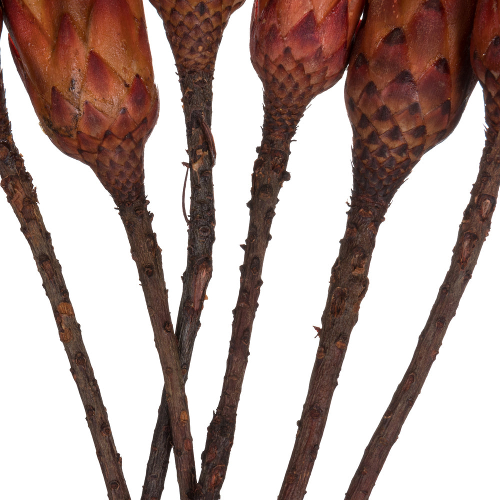 Vickerman 14" Red Repens on a Natural Stem.  Includes 6 Stems per Bundle Dried