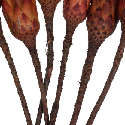 Vickerman 14" Red Repens on a Natural Stem.  Includes 6 Stems per Bundle Dried