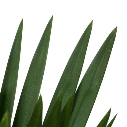 Vickerman 24-30" Green Papyrus XL 6 stem Bunch Preserved