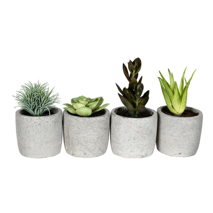 Vickerman 6" Artificial Assorted Potted Succulents Set of 4.