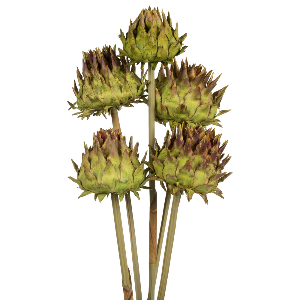 Vickerman 15"  Basil Artichoke Head attached to a Reed Stem Dried