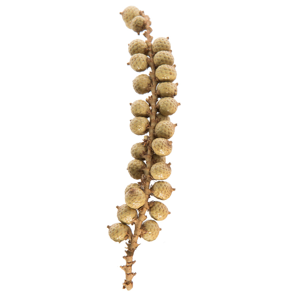 Vickerman Natural Botanicals Canella Cobs Natural 2.2 Lb Bag This is a dried preserved natural product.