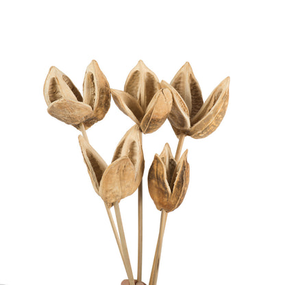 Vickerman 16" Bleached Sora Pod attached to a Wood Stem.  Includes 5 Stems per Pack Dried