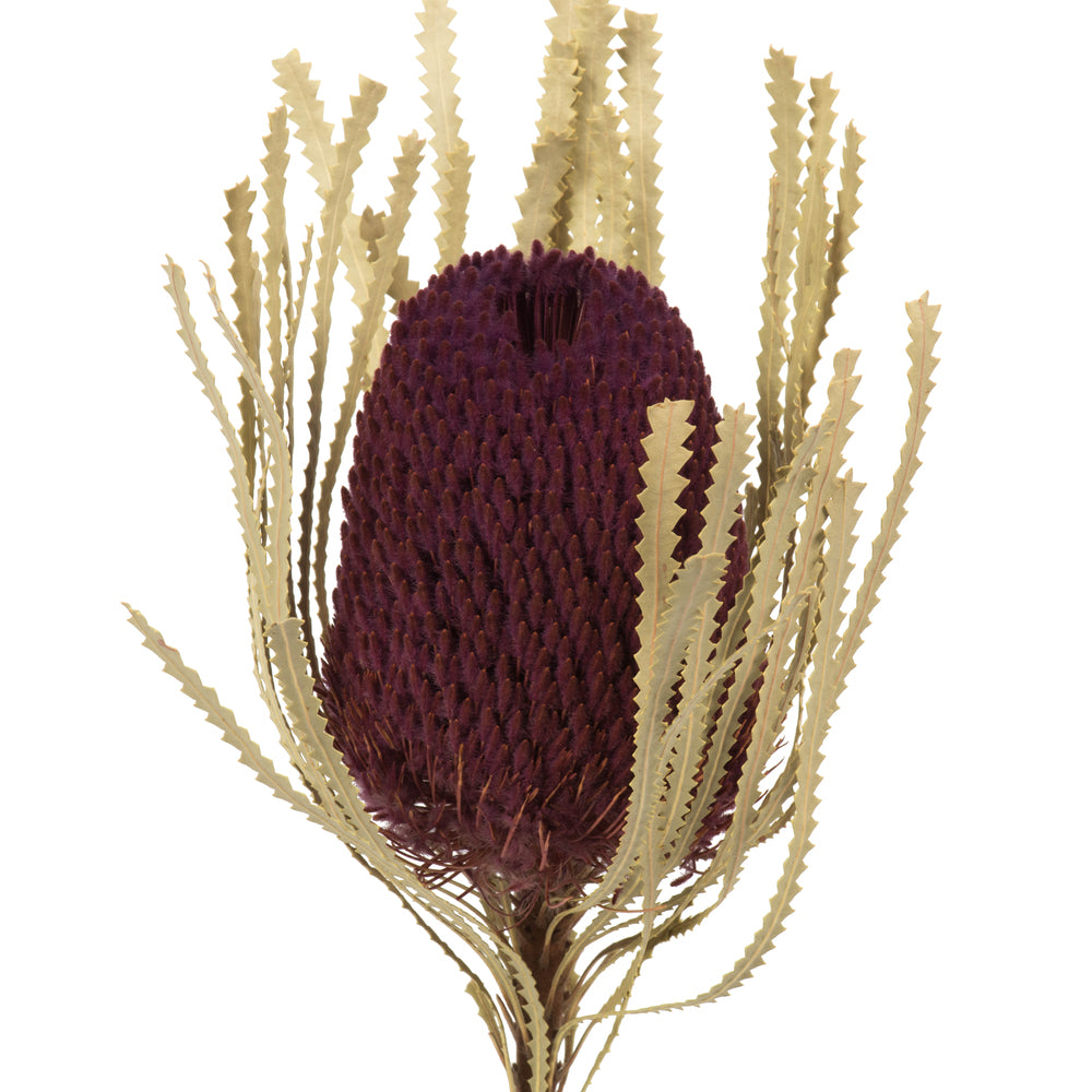 Vickerman 12" Jumbo Violet Banksia Flower with Stem. Includes 3 Stems per Pack. Dried