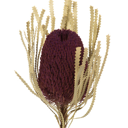 Vickerman 12" Jumbo Violet Banksia Flower with Stem. Includes 3 Stems per Pack. Dried