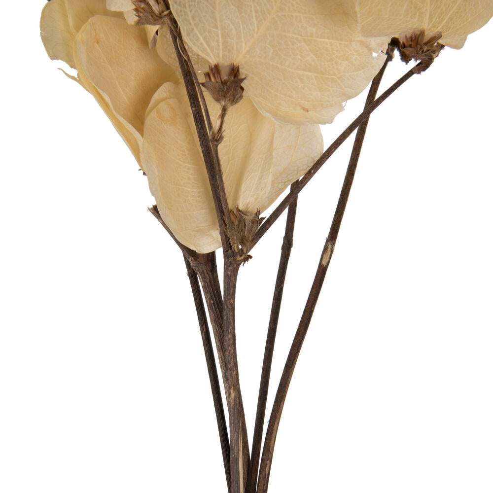 Vickerman 13.5-17" Bleached Dried Moneta Leaf on Twig Bundle Preserved.