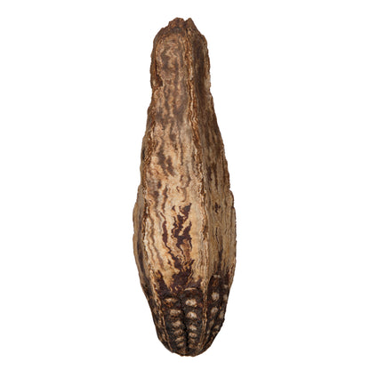 Vickerman Natural Botanicals 2.8" Mahogany Pods Natural. Includes 100 pieces per unit