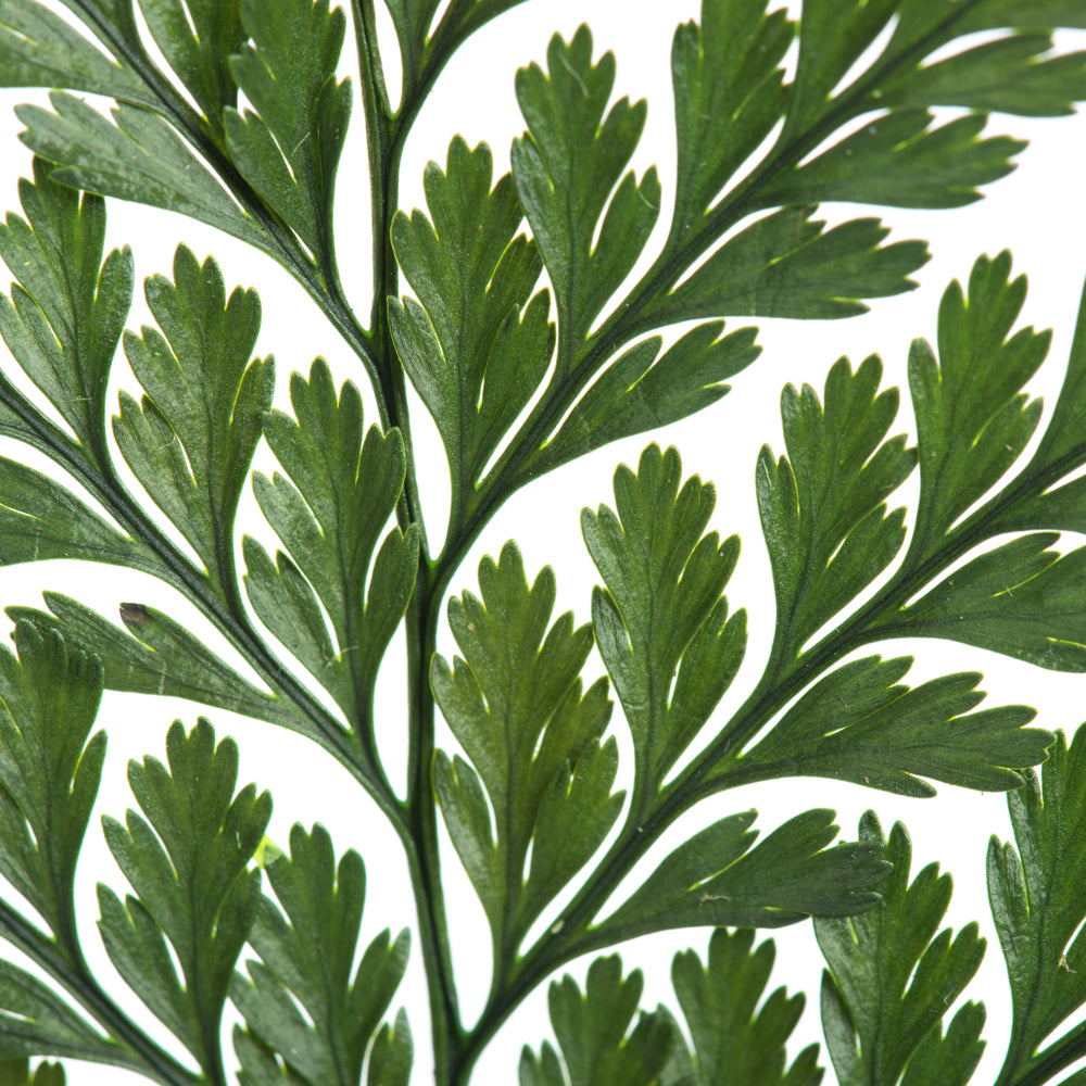 Vickerman 6-10" Fern Green Fern - Davalia 6 stems Preserved