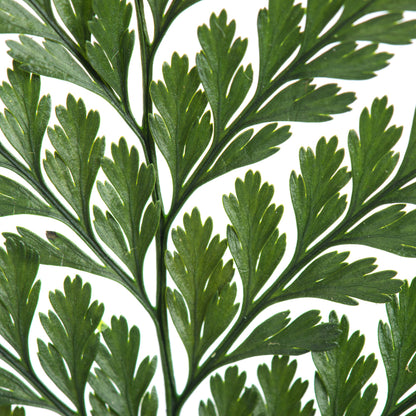 Vickerman 6-10" Fern Green Fern - Davalia 6 stems Preserved