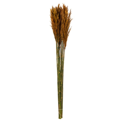 Vickerman 36" Autumn Plume Reed Bundle (15-20 stems) Preserved