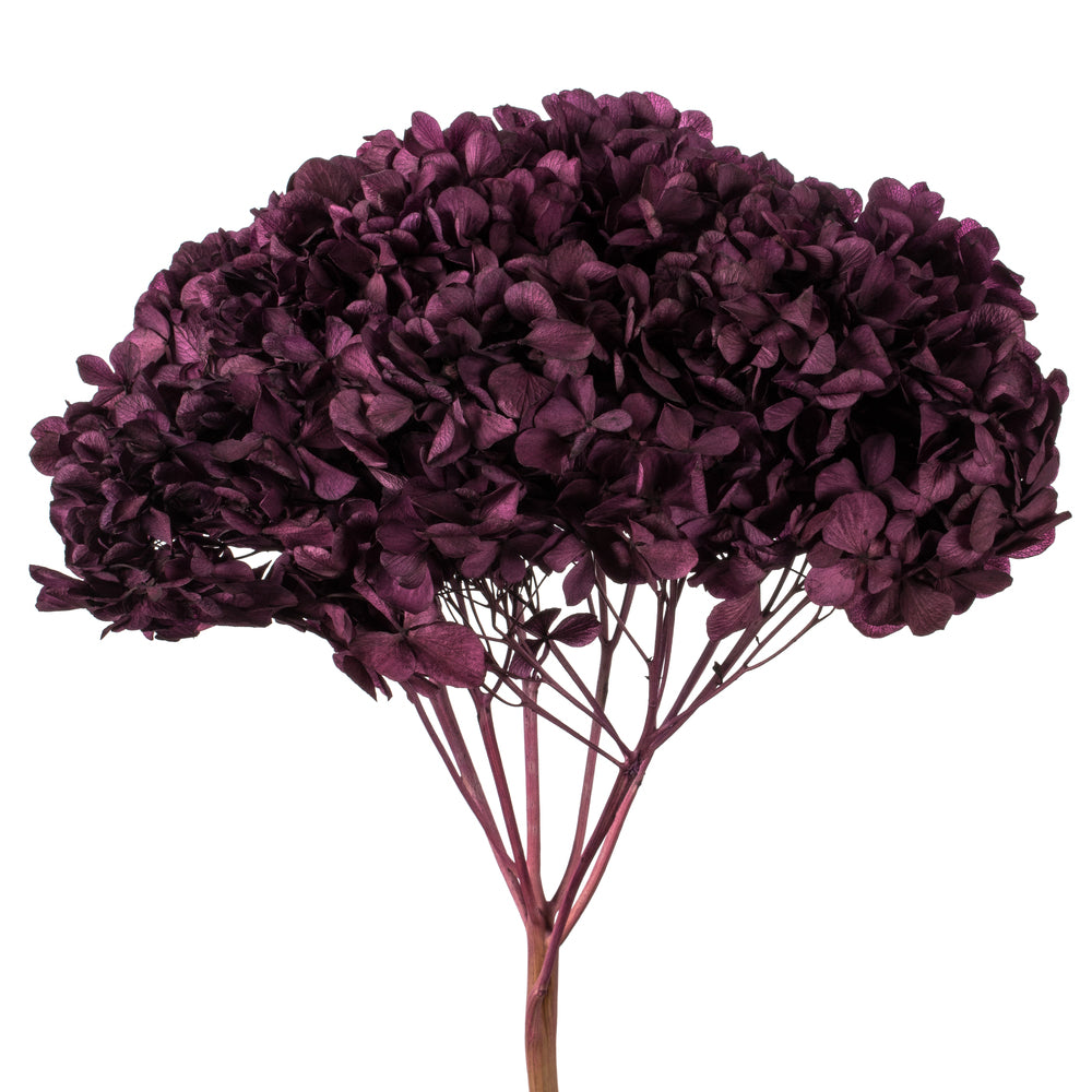 Vickerman 15" True Violet Hydrangea with Multiple Branch Segments. Preserved