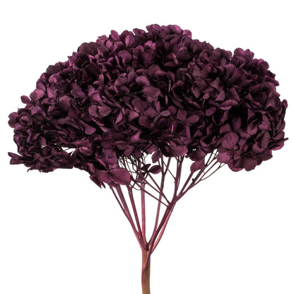 Vickerman 15" True Violet Hydrangea with Multiple Branch Segments. Preserved