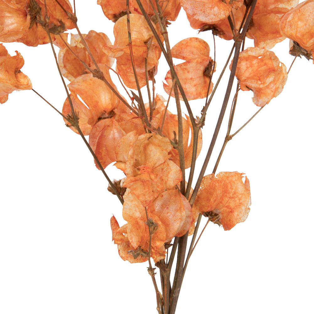 Vickerman 13.5-17" Orange Dried Cara Blossom Bundle Preserved.