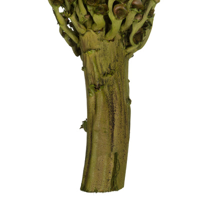 Vickerman 22 x 7" avg Foliage Green Olympia Seed Pod 1 piece Dried