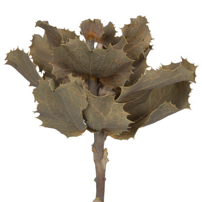 Vickerman Natural Botanicals 14" x 6" Queen Flower Small 2 heads per unit