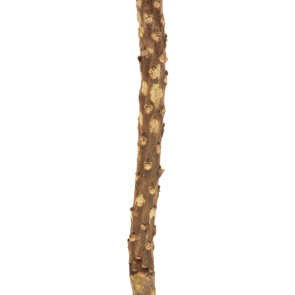 Vickerman 12" Autumn Banksia Flower Stem. Includes 25 Stems per Pack. Dried