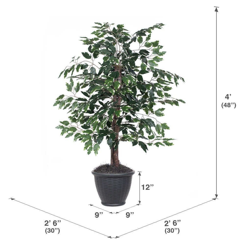 Vickerman 4' Artificial Variegated Ficus Bush Gray Round Plastic Container.