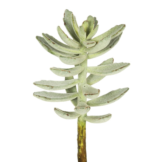 Vickerman 12" Artificial Frosted Green Pachyphytum Oviferum Stem Set of 3