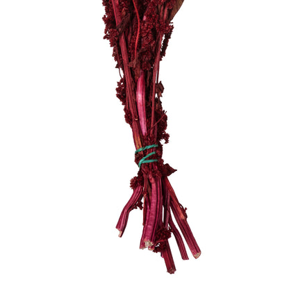 Vickerman 30" Merlot Amaranthus Bundle Preserved