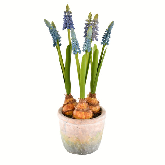 Vickerman 10" Artificial Blue Hyacinths in Container Pack of 2