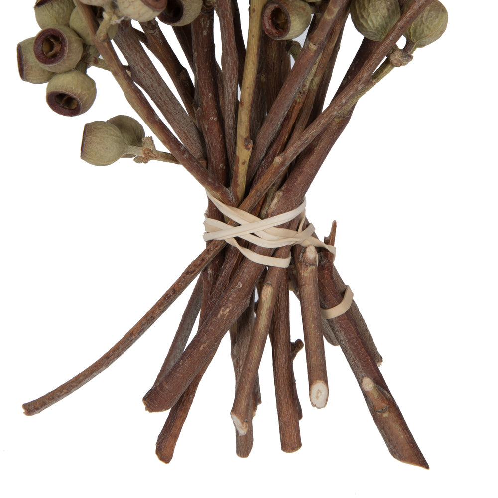 Vickerman Natural Botanicals 14" x 1-3" Natural Ambernut Branch