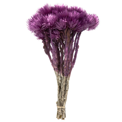 Vickerman 13-14" Purple Orchid Everlasting Flowers approximately 23 blooms Dried