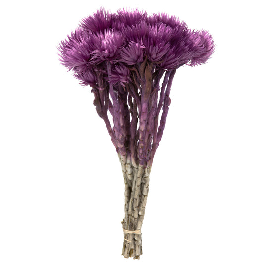 Vickerman 13-14" Purple Orchid Everlasting Flowers approximately 23 blooms Dried