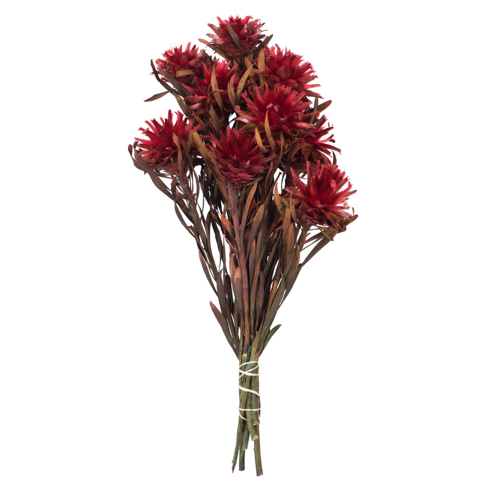 Vickerman 8-20" Red Plumosum Female 8 flower heads per bundle Preserved