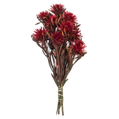 Vickerman 8-20" Red Plumosum Female 8 flower heads per bundle Preserved