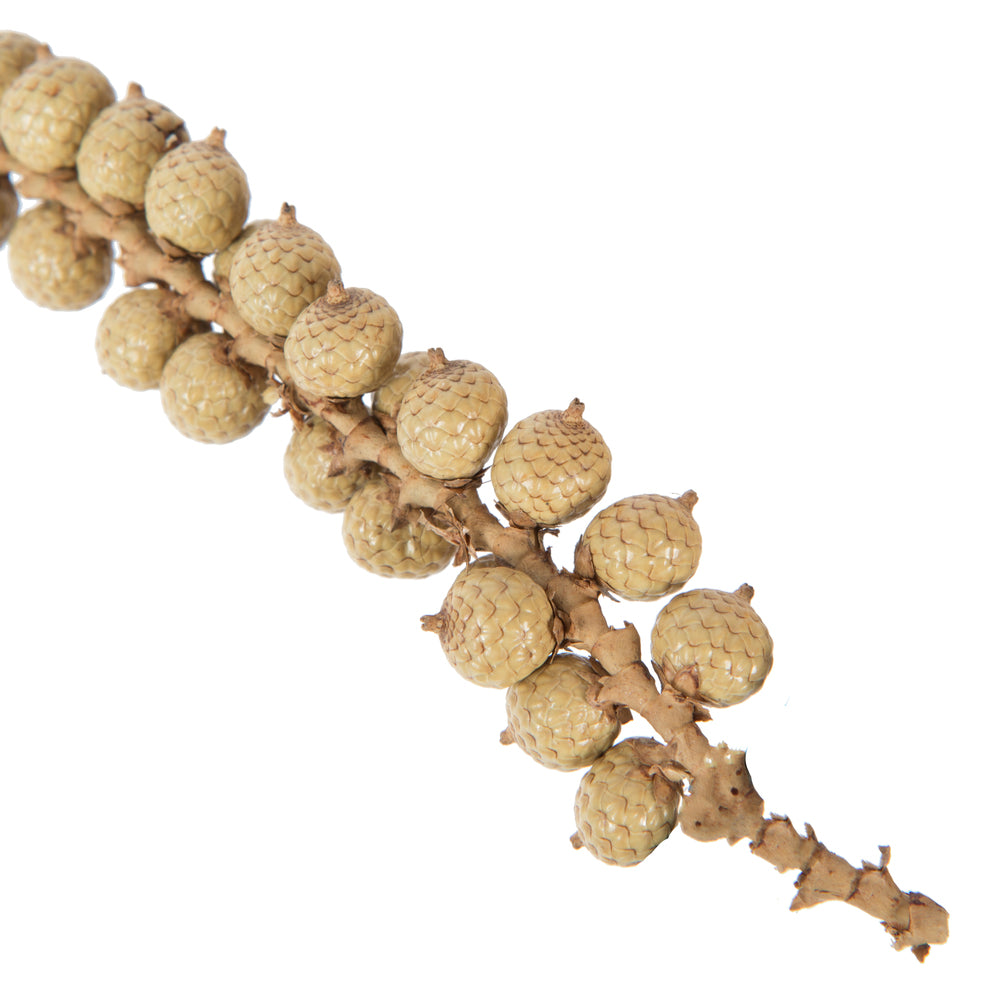 Vickerman Natural Botanicals Canella Cobs Natural 2.2 Lb Bag This is a dried preserved natural product.
