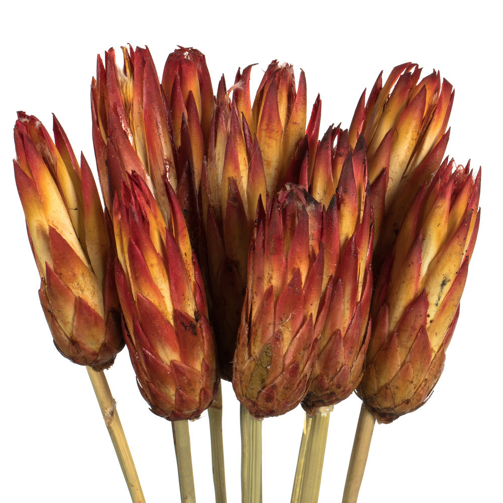 Vickerman 18-24" Red (Natural) Repens on Reed Stem - Sleeved 10 stems Dried