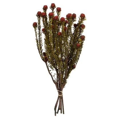 Vickerman 12" Red Tortum Bundle Female Preserved