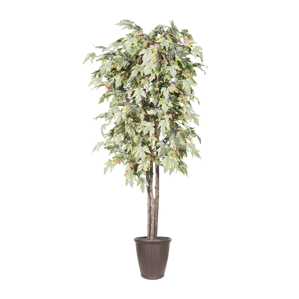 Vickerman 6' Artificial Frosted Maple Deluxe Tree Brown Round Plastic Container.