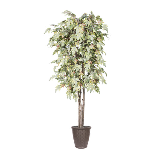 Vickerman 6' Artificial Frosted Maple Deluxe Tree Brown Round Plastic Container.