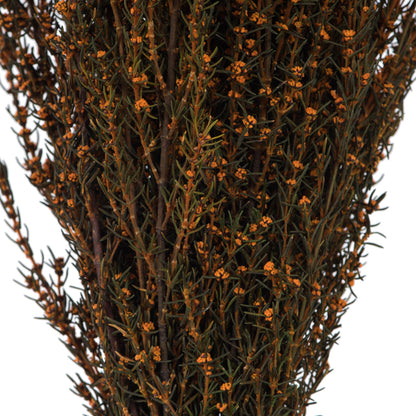 Vickerman 22-26" Autumn Grabia 5-6 oz Bundle Preserved