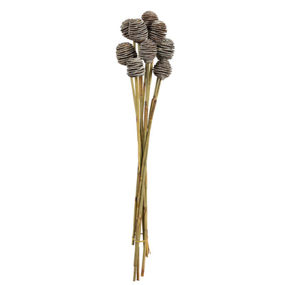 Vickerman 18-24" Frosted white Platy Cone on Reed Stem 10 stems Dried