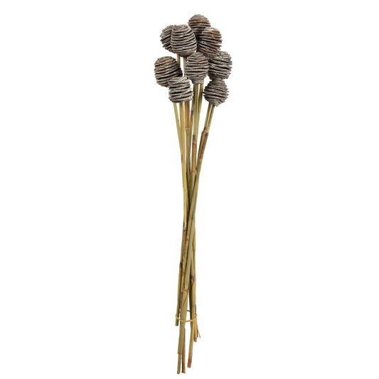 Vickerman 18-24" Frosted white Platy Cone on Reed Stem 10 stems Dried