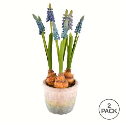 Vickerman 10" Artificial Blue Hyacinths in Container Pack of 2