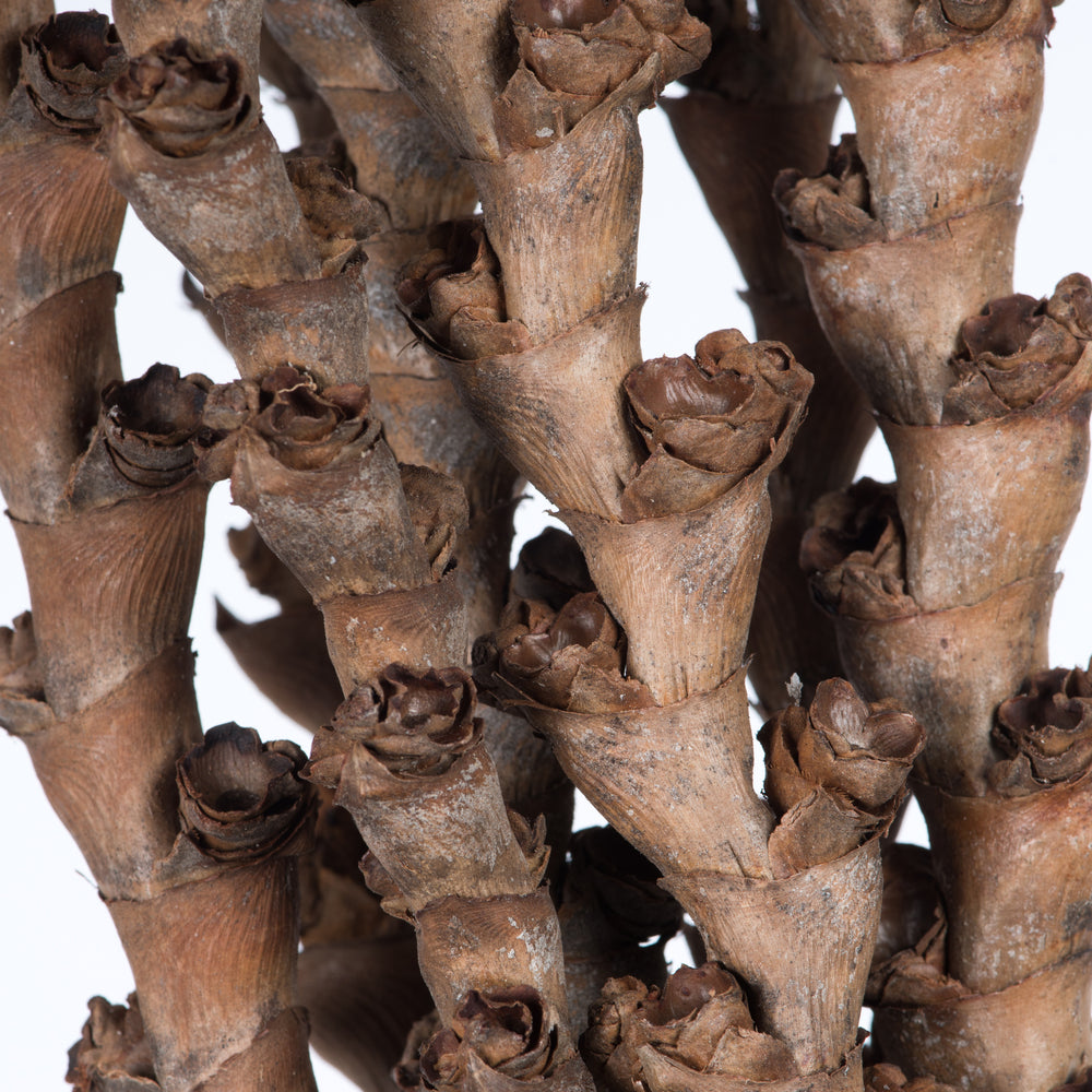 Vickerman 32-36" Ladder Branches Natural. Includes 7 Branches per Pack Dried
